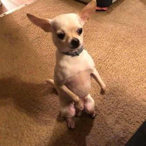 Meet your Posher, Deborah